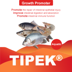 Tipek (Aqua.)