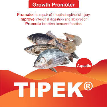 Tipek (Aqua.)