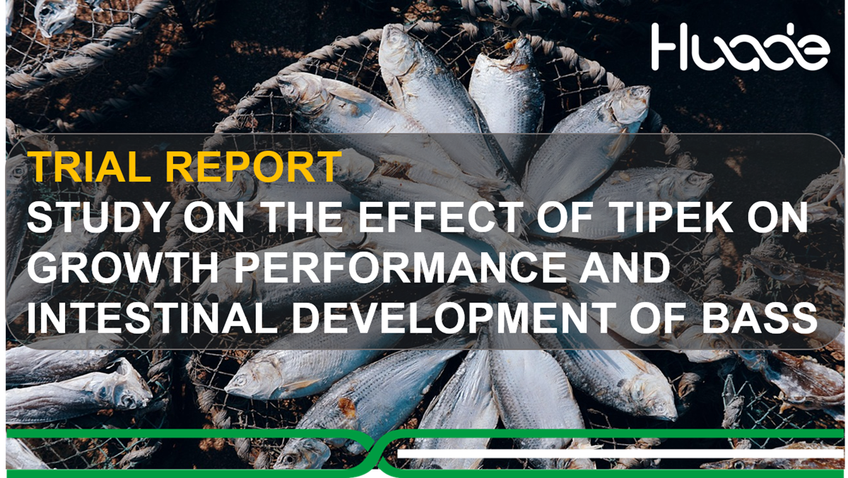 Study on the Effect of TIPEK on Growth Performance and Intestinal Development of Bass