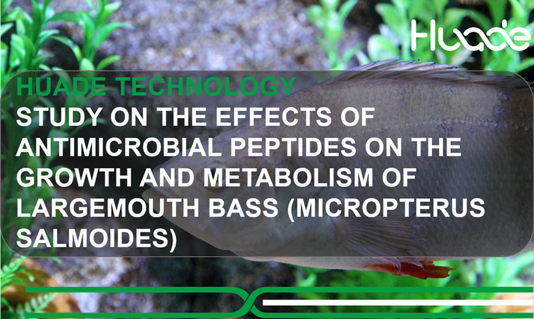 HUADE Technology丨Study on the Effects of Antimicrobial Peptides on the Growth and Metabolism of Largemouth Bass (Micropterus salmoides)