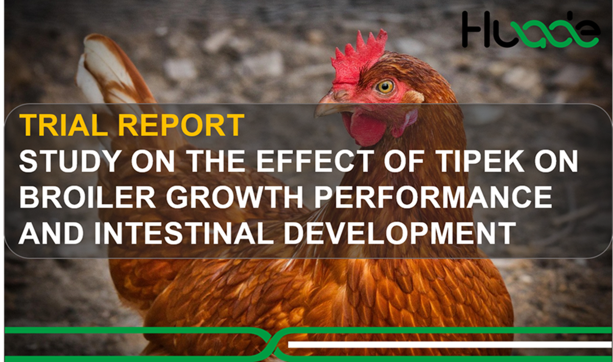 Study on the Effect of TIPEK on Broiler Growth Performance and Intestinal Development