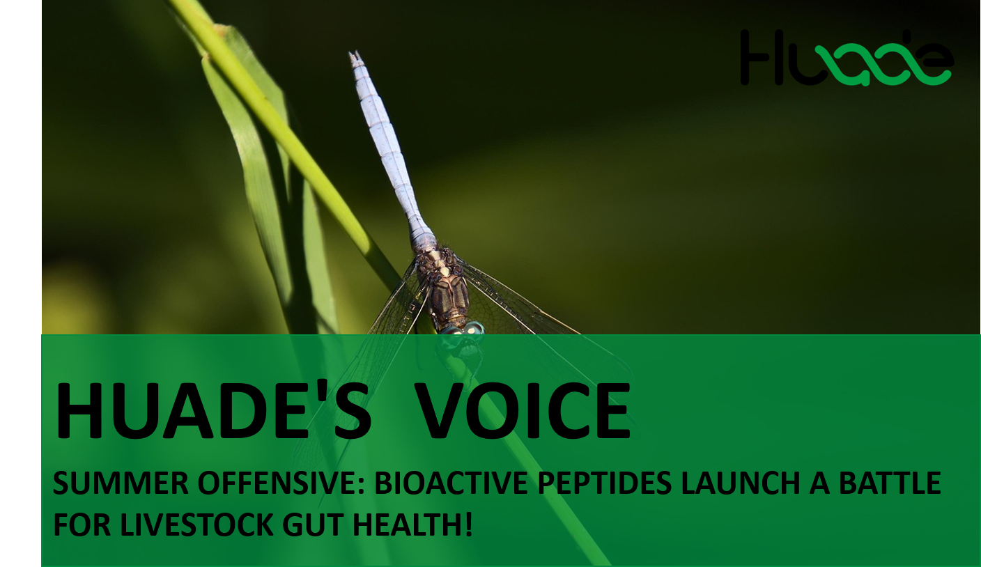 HUADE'S VOICE | Summer Offensive: Bioactive Peptides Launch a Battle for Livestock Gut Health!
