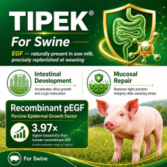Tipek（Swine）