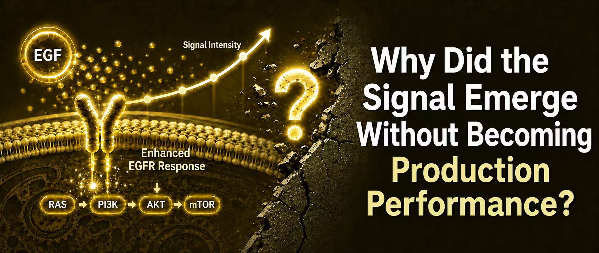 HUADE INSIGHTS | Receptors Responded — So Why Didn't the Chicks Grow Better?
