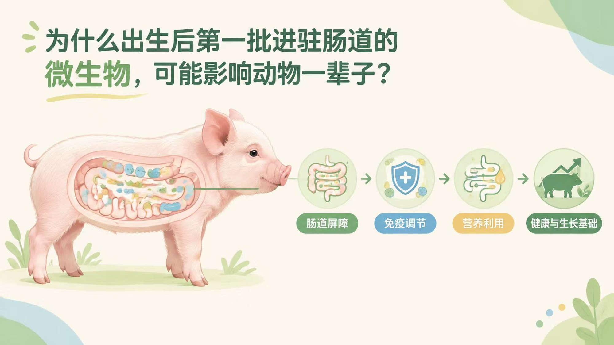 HUADE INSIGHTS | Why Might the First Gut Colonizers After Birth Influence an Animal for Life?