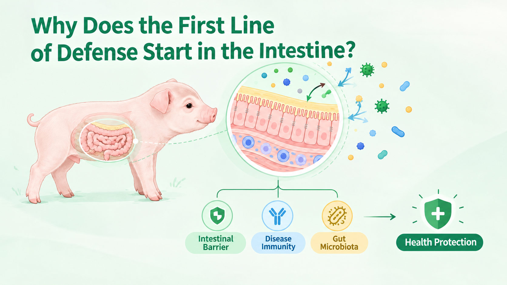 HUADE INSIGHTS | Why Does the First Line of Defense After Birth Often Start in the Gut?