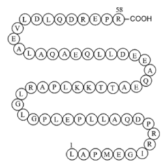 Agouti-related Protein(AGRP)(25-82) human cas: Agouti-related