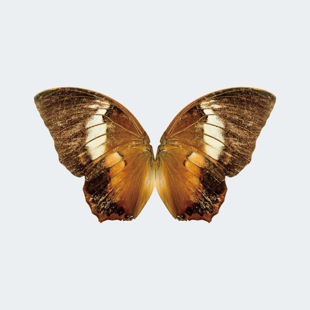 RC Bionic Flapping-Wing Butterfly 78 × 48 cm for Festive Gifts or Wedding Decorations