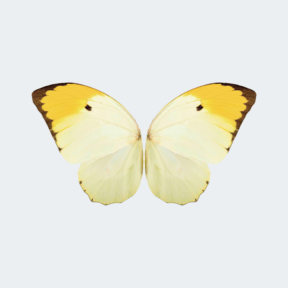 RC Bionic Flapping-Wing Butterfly 78 × 48 cm for Festive Gifts or Wedding Decorations