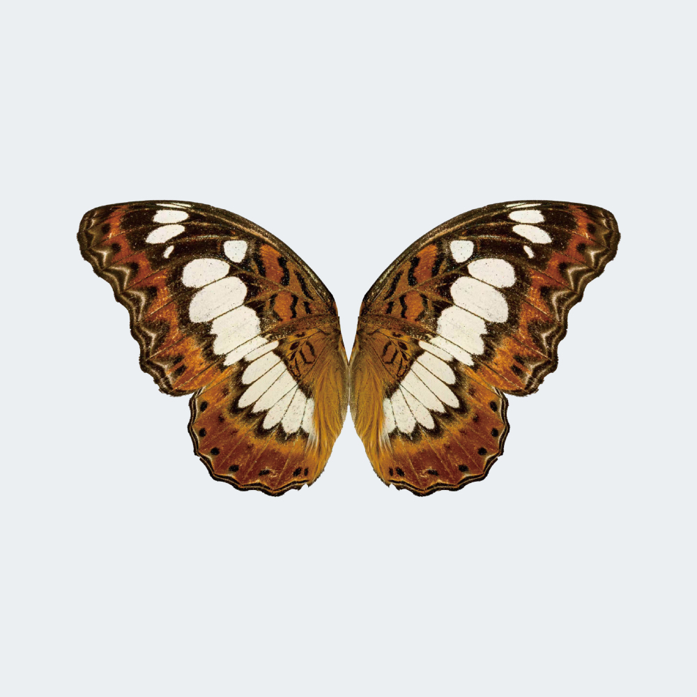 RC Bionic Flapping-Wing Butterfly 78 × 48 cm for Festive Gifts or Wedding Decorations