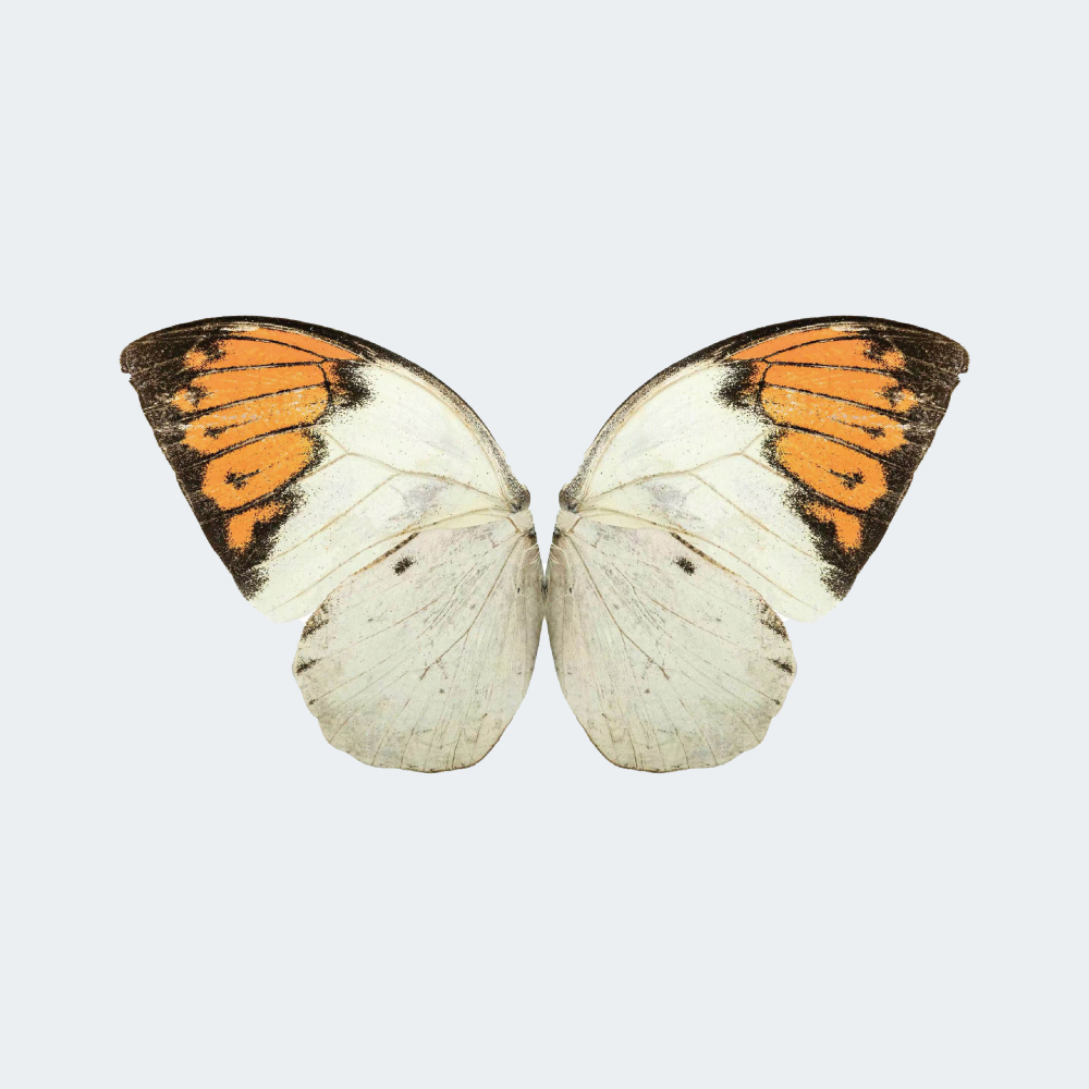 RC Bionic Flapping-Wing Butterfly 78 × 48 cm for Festive Gifts or Wedding Decorations