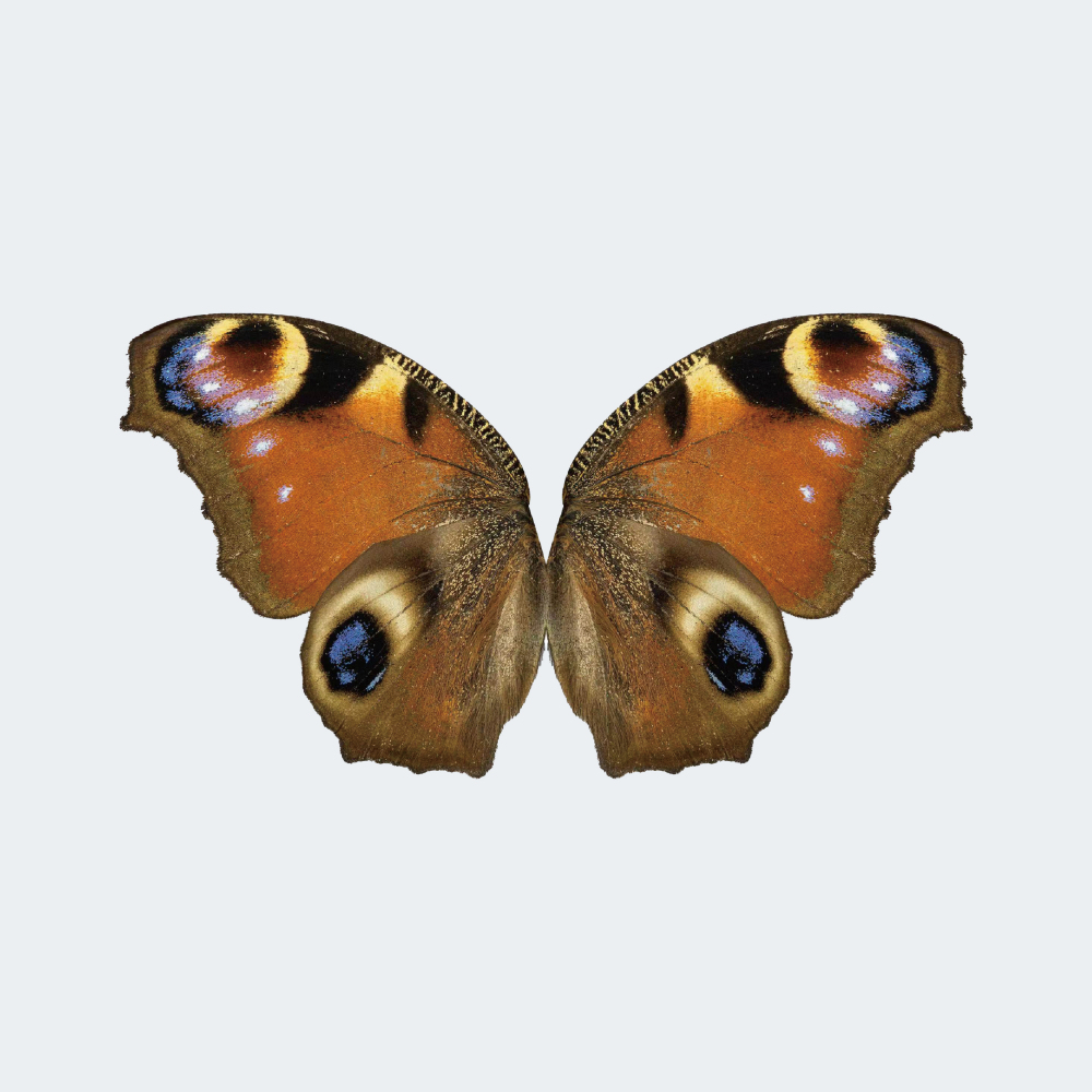 RC Bionic Flapping-Wing Butterfly 78 × 48 cm for Festive Gifts or Wedding Decorations