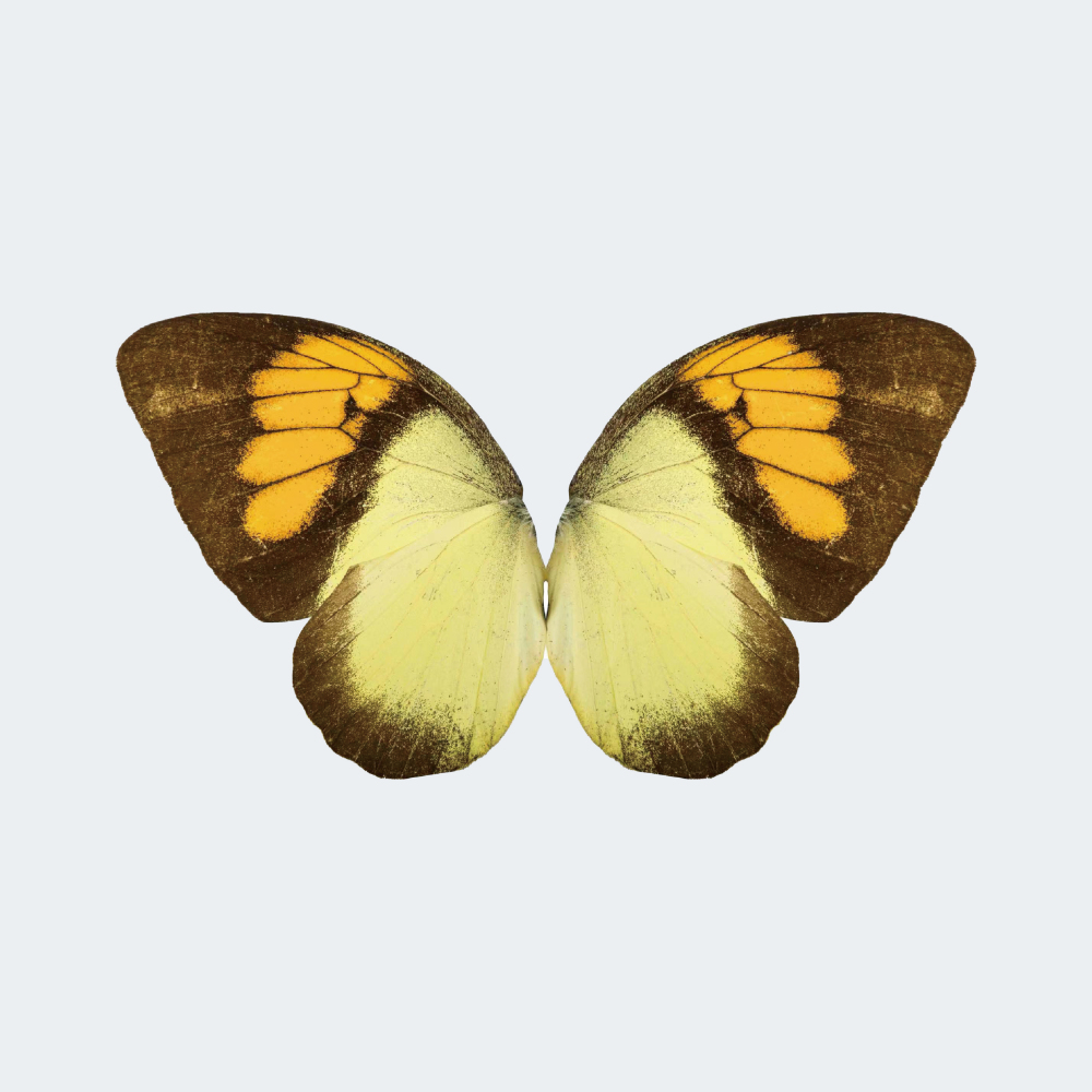 RC Bionic Flapping-Wing Butterfly 78 × 48 cm for Festive Gifts or Wedding Decorations