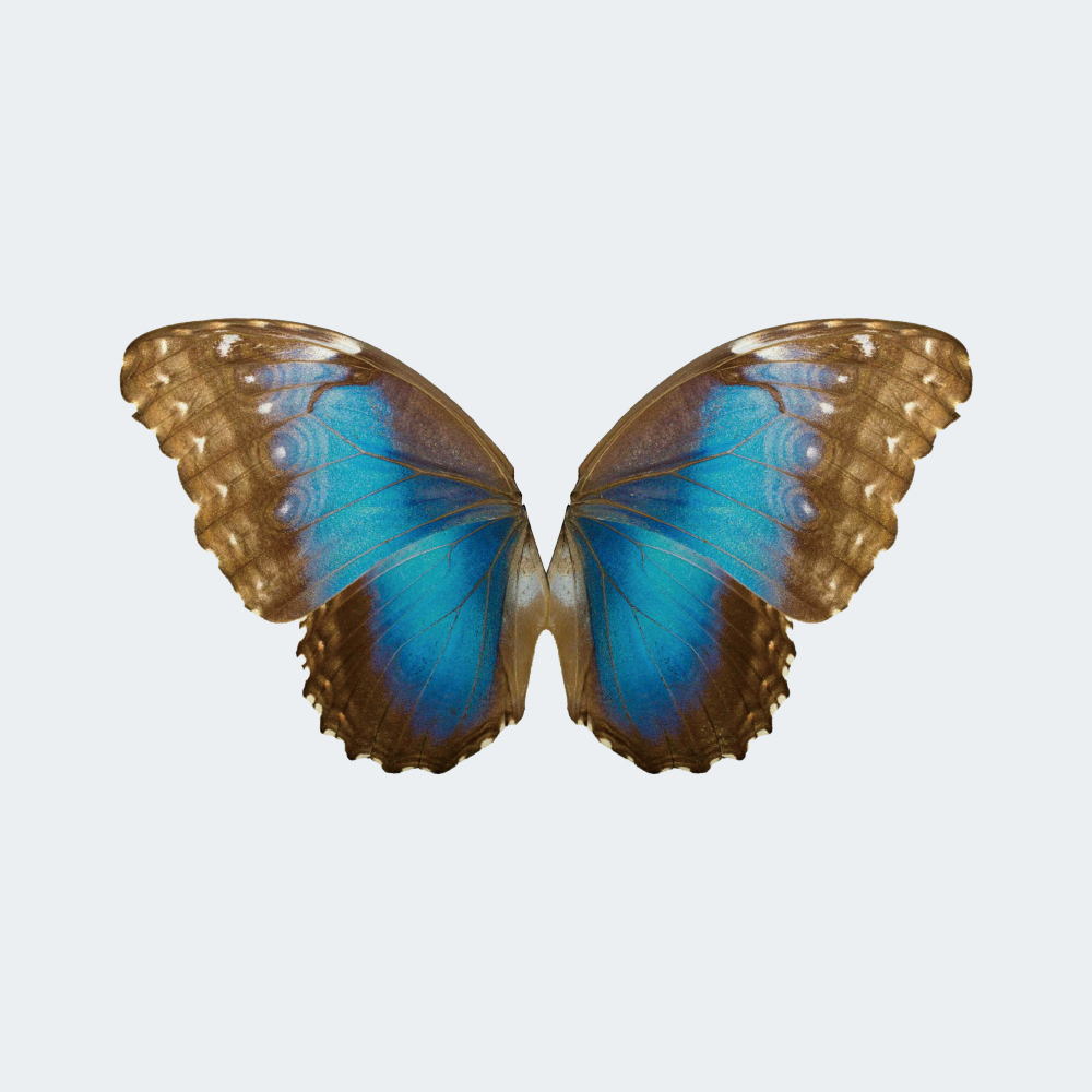 RC Bionic Flapping-Wing Butterfly 78 × 48 cm for Festive Gifts or Wedding Decorations