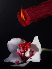 【UPKO】sm低温蜡烛 荆棘款