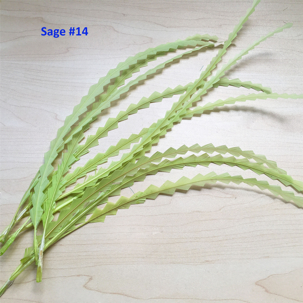 RL-C03CC Chevron Cut Coque Feather 10/12 25pcs/Packet