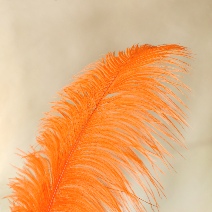 RL-OSB Premium Ostrich Feather Plumes for Derby Hats & Millinery 12 Colors One Piece