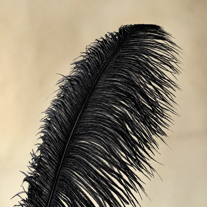 RL-OSB Premium Ostrich Feather Plumes for Derby Hats & Millinery 12 Colors One Piece