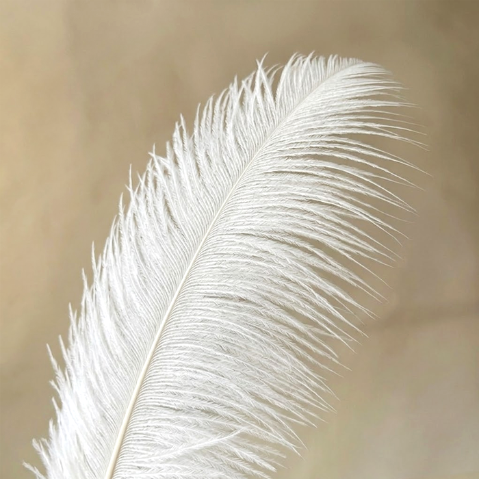RL-OSB Premium Ostrich Feather Plumes for Derby Hats & Millinery 12 Colors One Piece