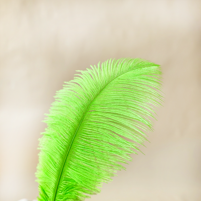 RL-OSB Premium Ostrich Feather Plumes for Derby Hats & Millinery 12 Colors One Piece