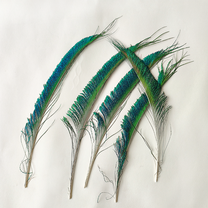 RL-PTA Burnt Peacock Sword Feathers 30-40cm for Craft & Millinery 10pcs/Packet