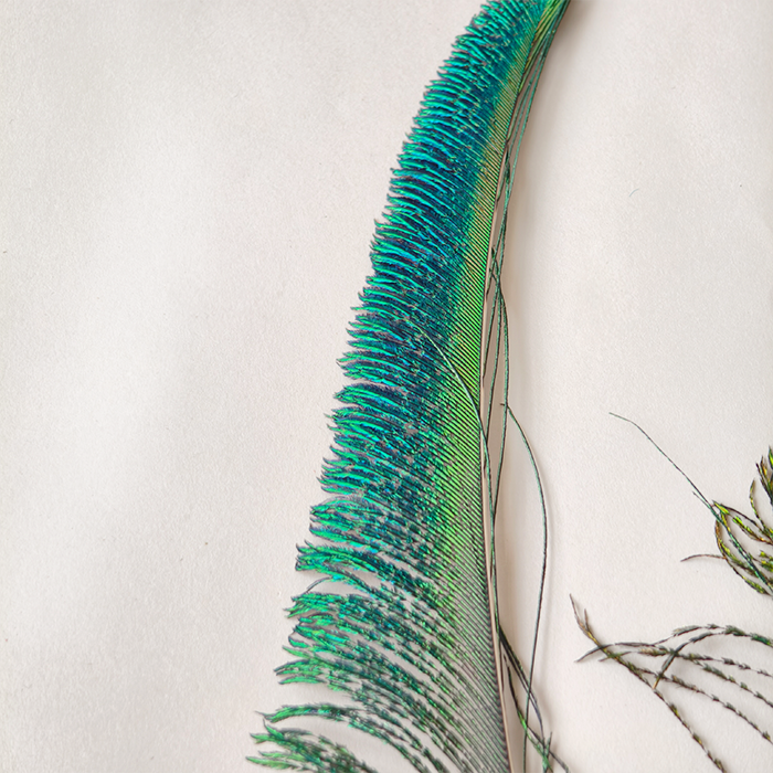 RL-PTA Burnt Peacock Sword Feathers 30-40cm for Craft & Millinery 10pcs/Packet