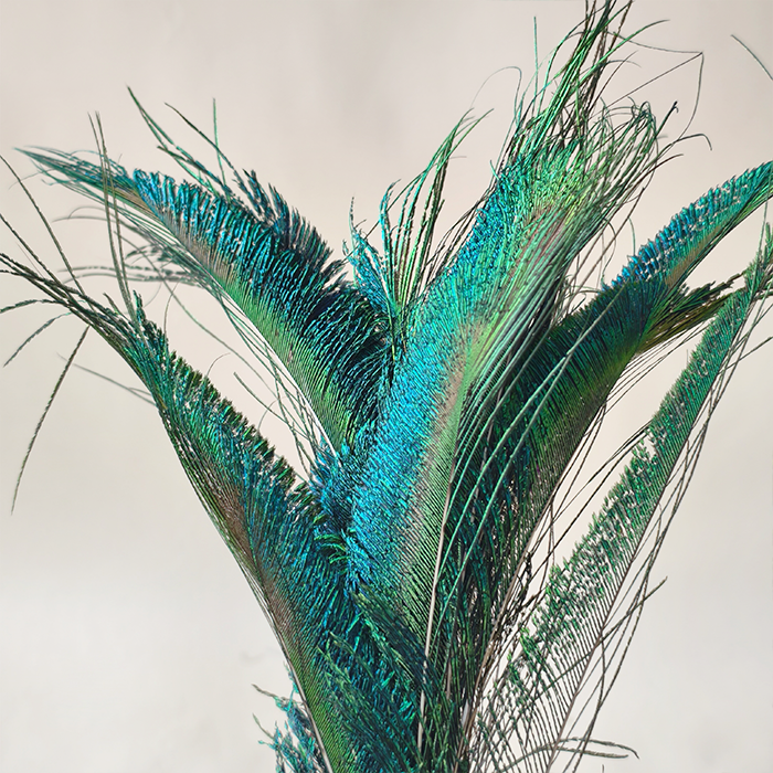 RL-PTA Burnt Peacock Sword Feathers 30-40cm for Craft & Millinery 10pcs/Packet