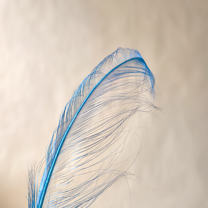 RL-OS Burnt Ostrich Feather Plume 55-60cm for Millinery Wedding & DIY Crafts | 80+ Colors