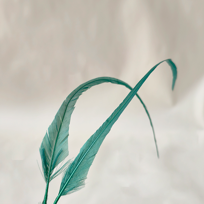 RL-C03LT Long Stripped Coque Feathers 10-12" 80 Colors Available 25pcs/Packet