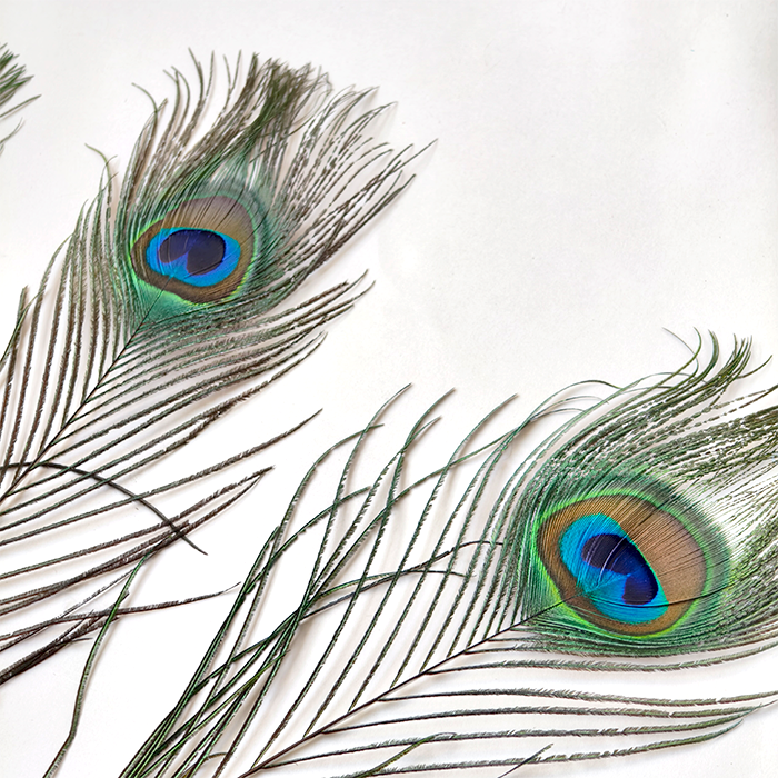 RL-PE03 Large Natural Peacock Eye Feathers Full Stem & Stemless One Piece