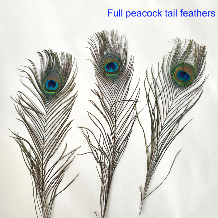 RL-PE03 Large Natural Peacock Eye Feathers Full Stem & Stemless One Piece