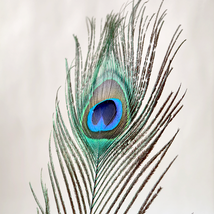 RL-PE03 Large Natural Peacock Eye Feathers Full Stem & Stemless One Piece