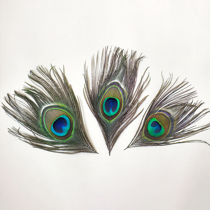 RL-PE03 Large Natural Peacock Eye Feathers Full Stem & Stemless One Piece