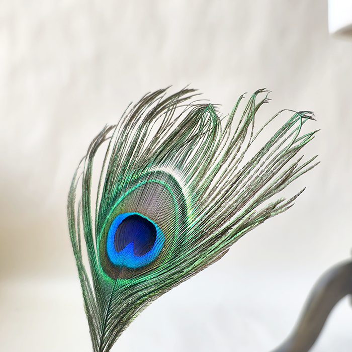 RL-PE03 Large Natural Peacock Eye Feathers Full Stem & Stemless One Piece