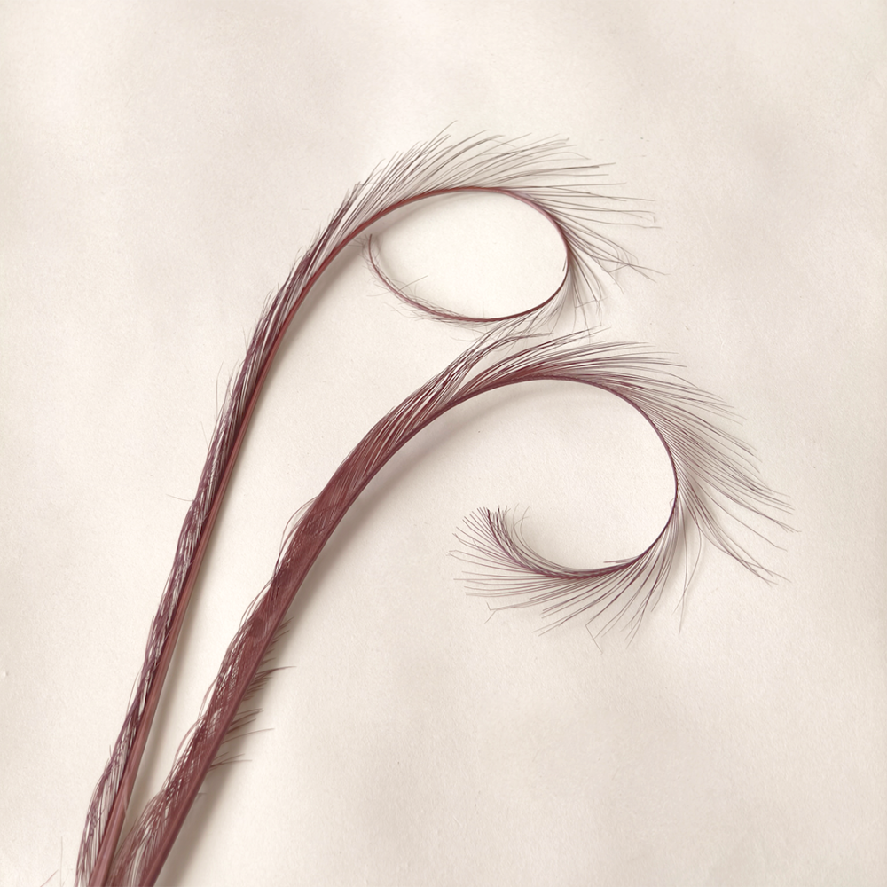 RL-DIM Burnt Curled Eyelash Effect Feather Pheasant Tails Motif For Millinery 80 colours One Piece