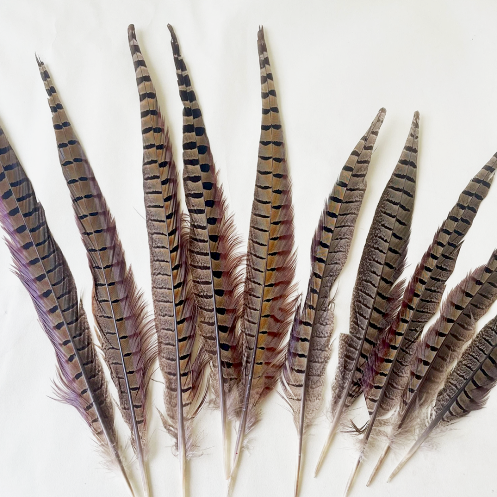 FEA1033 Natural Ringneck Pheasant Centre Feathers for Ascot Derby Millinery One Piece