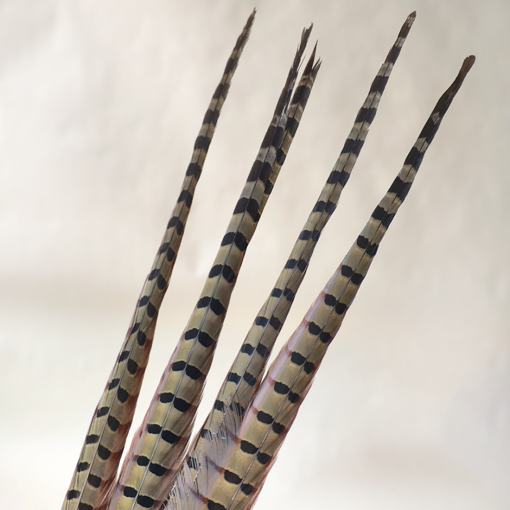 FEA1033 Natural Ringneck Pheasant Centre Feathers for Ascot Derby Millinery One Piece