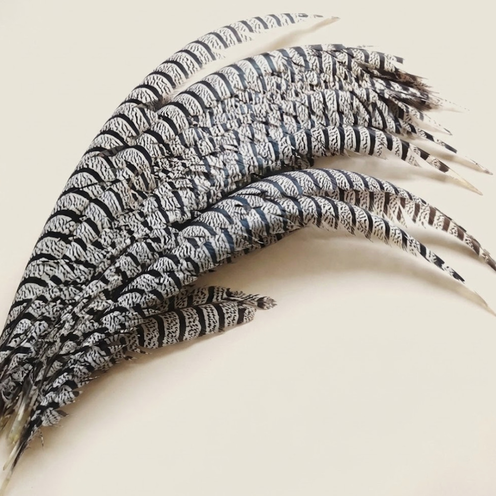 FEA1043 Curved Lady Amherst Pheasant Side Tail Feather 75-85cm for Royal Races & Couture Millinery One Piece