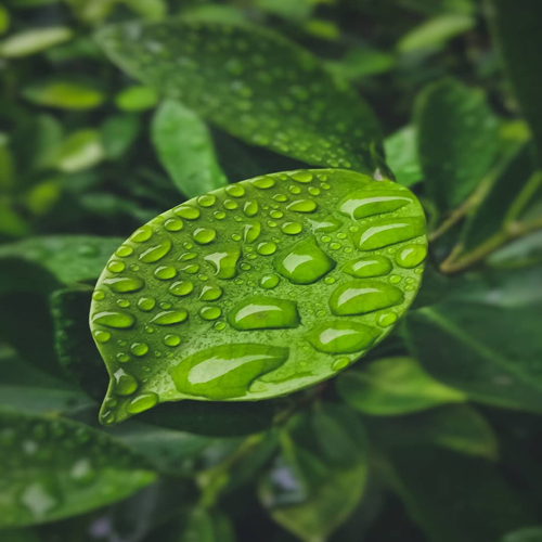 Wetting agent