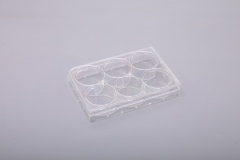 6well 平底-TC処理