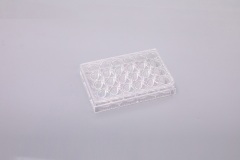 24well 平底-TC処理