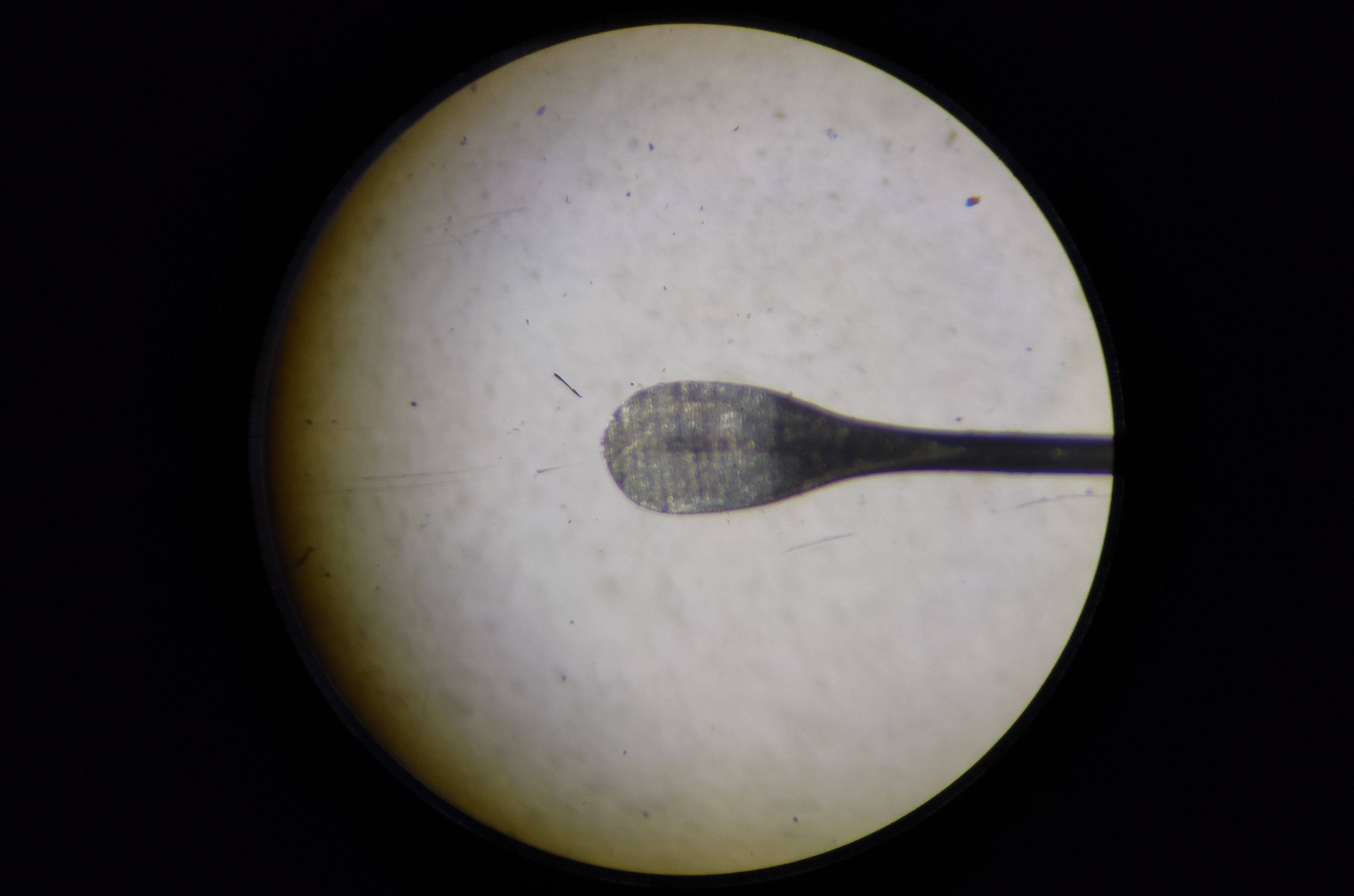 worm picker 【Glass holder】