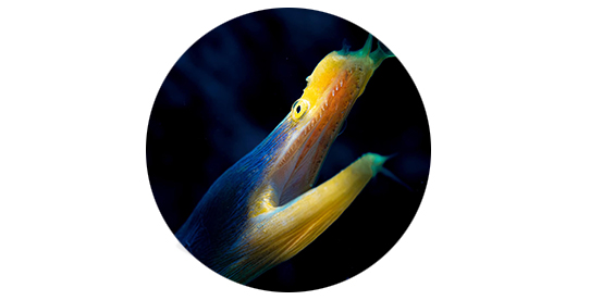 Appreciation of works