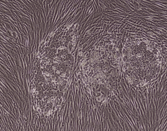 MeltonVEC™-Sendai iPSC Reprogramming Kit (Plus)