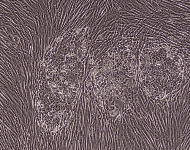 MeltonVEC™-Sendai iPSC Reprogramming Kit (Plus)