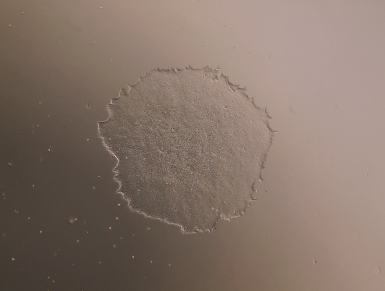 MeltonVEC™-Sendai iPSC Reprogramming Kit (V2)