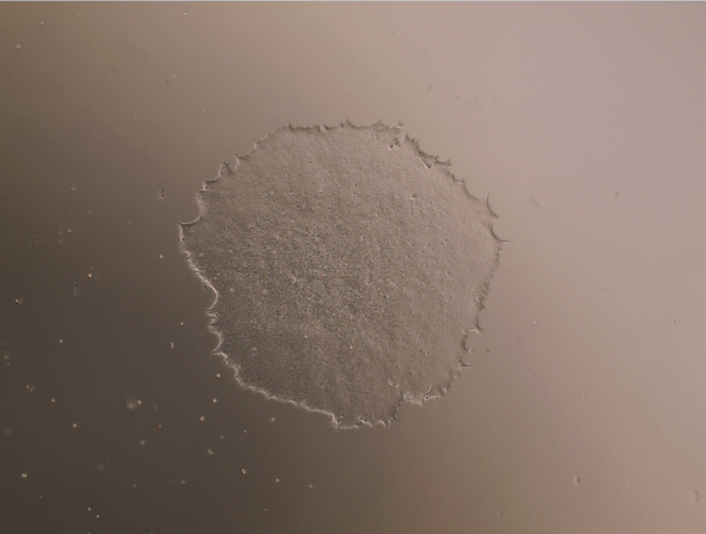 MeltonVEC™-Sendai iPSC Reprogramming Kit (V2)