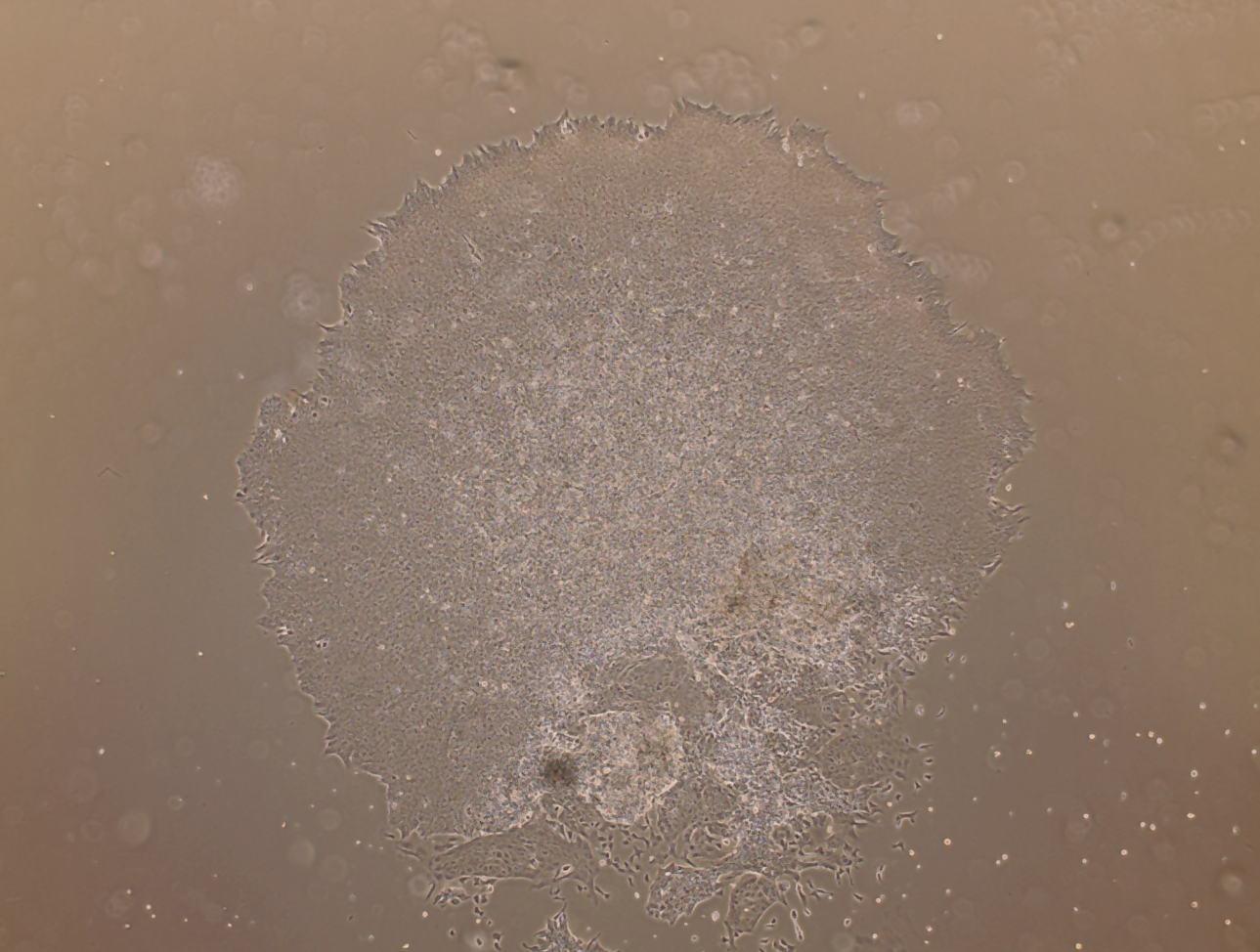 MeltonVEC™-Sendai iPSC Reprogramming Kit (V2)