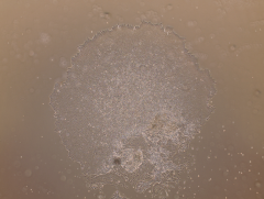 MeltonVEC™-Sendai iPSC Reprogramming Kit (V2)