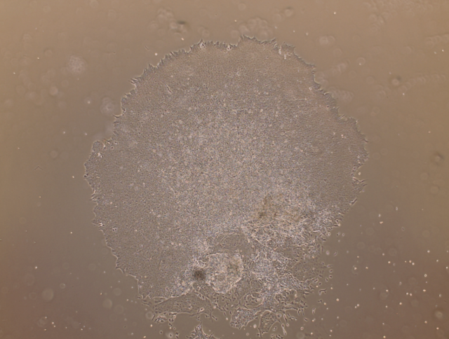 MeltonVEC™-Sendai iPSC Reprogramming Kit (V2)